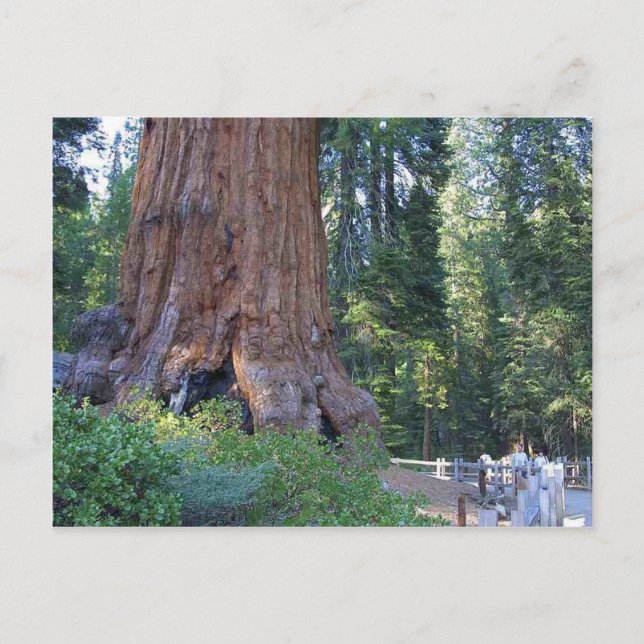 Sequoias Forrests Bark Fences Postcard (Front)