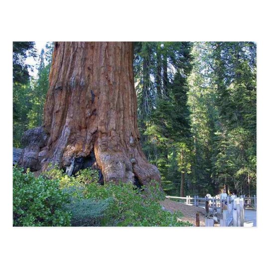 Sequoias Forrests Bark Fences Postcard