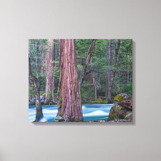 Sequoias & Merced River Yosemite National Park, CA Canvas Print (Front)