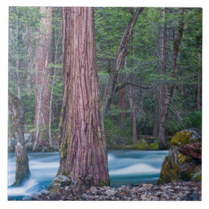 Sequoias & Merced River Yosemite National Park, CA Tile