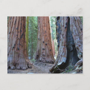 Sequoias Tree Forests Postcard