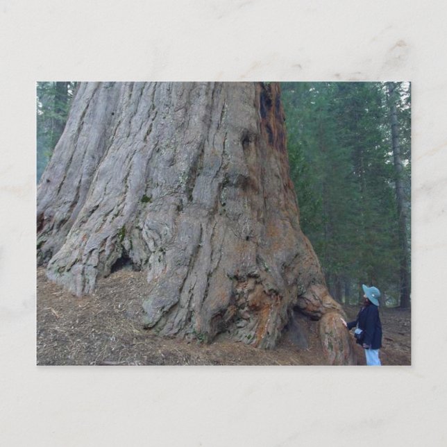 Sequoias Trees Giants Postcard (Front)