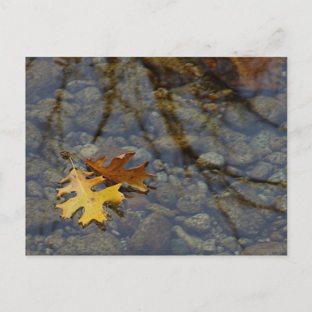 Sequuia Postcard (Front)