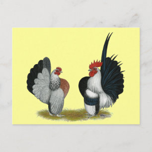 Serama Bantams Postcard