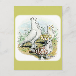 Seraphim Pigeons Postcard