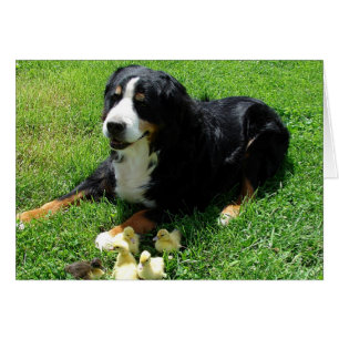 Serena and the Ducklings