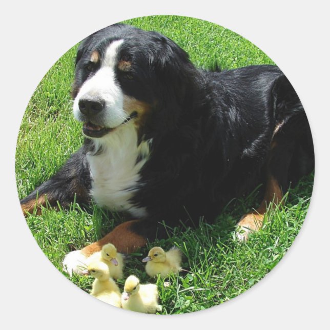 Serena and the Ducklings Classic Round Sticker (Front)
