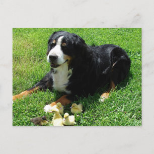 Serena and the Ducklings Postcard