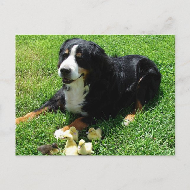 Serena and the Ducklings Postcard (Front)