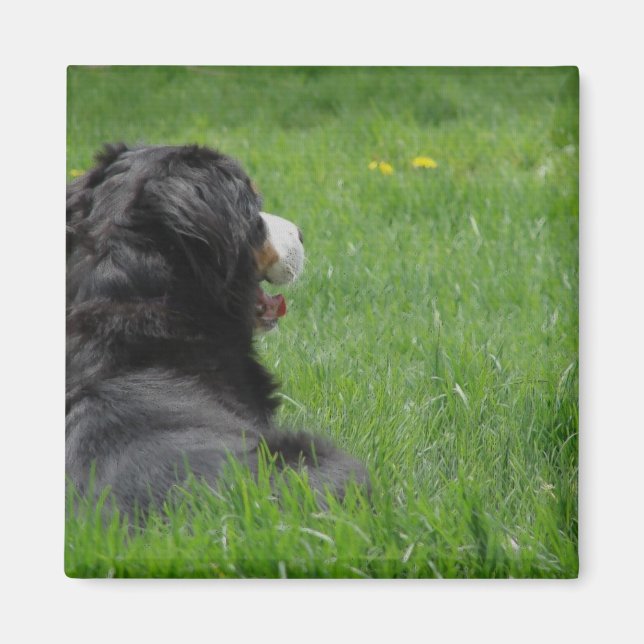 Serena the Bernese Mountain Dog Enjoys Sunshine Magnet (Front)