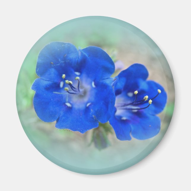 Serenade in Blue Magnet (Front)