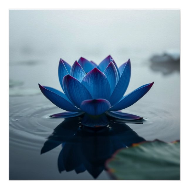 serene blue water lotus poster (Front)