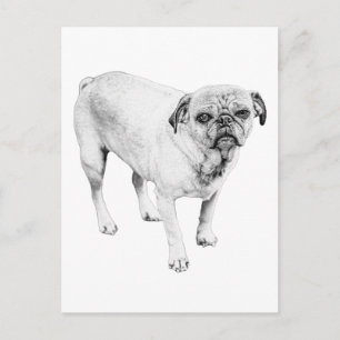 Serene Dog Portrait Lifts The Mood Of Any Note Postcard