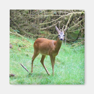 Serene Forest Buck Gentle Antlers Peaceful Country Magnet