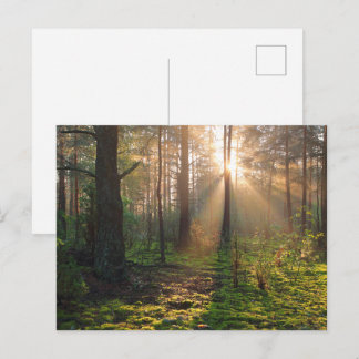 Serene Forest Meadow Nature Postcard
