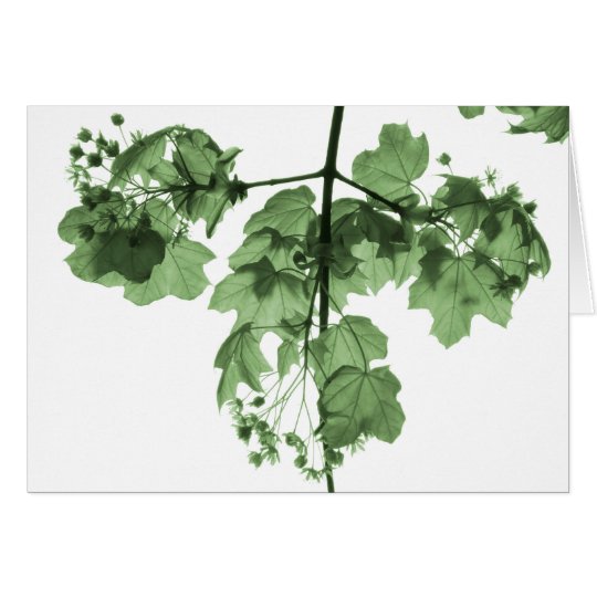 Serene Green Card