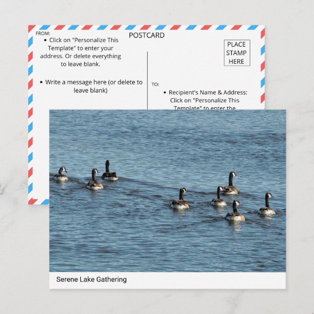 Serene Lake Gathering - Canada Geese Postcard (Front/Back)