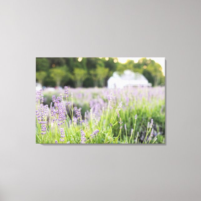 Serene Lavender Fields Canvas Print (Front)
