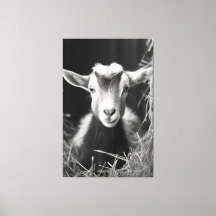 Serene Monochromatic Artistic Baby Goat Portrait