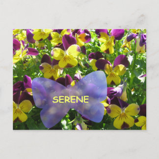 Serene Pansy Postcard