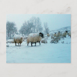 Serene Snow Covered Sheep Rural Landscape Season  Holiday Postcard