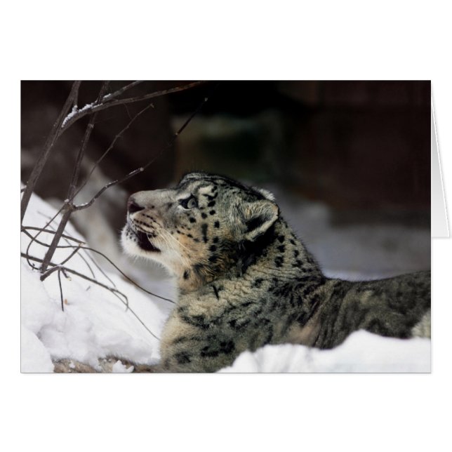 Serene Snow Leopard (Front Horizontal)