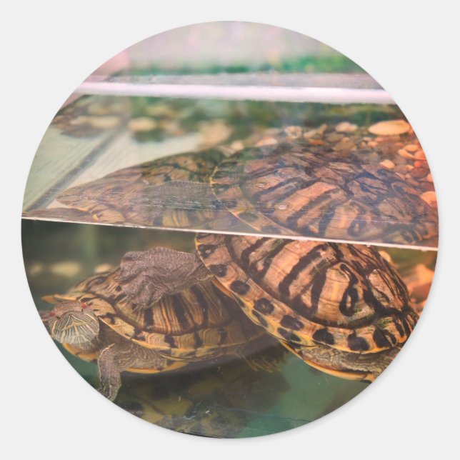 Serene Turtle Reflection Nature Sticker (Front)