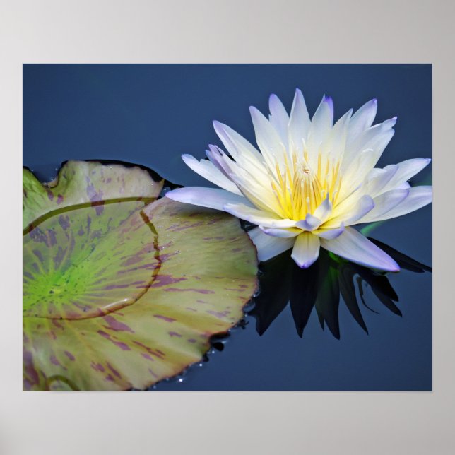 Serene Water Lily Poster (Front)
