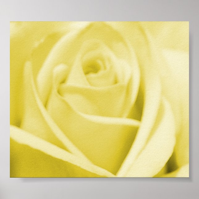 Serene Yellow Rose - poster/print Poster (Front)