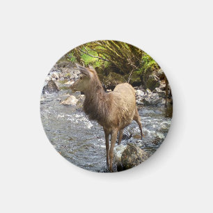 Serene Young Red Deer Countryside Animal River Magnet