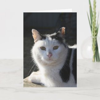 SereneCat Card
