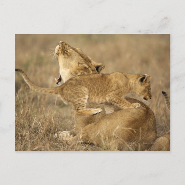 Serengeti National Park, Tanzania Postcard (Front)
