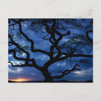 Serengeti National Park, Tanzania Postcard
