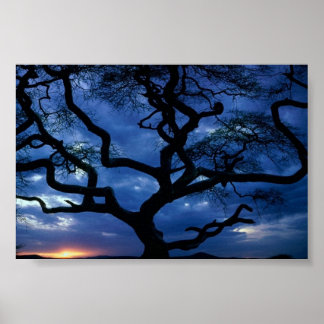 Serengeti National Park, Tanzania Poster
