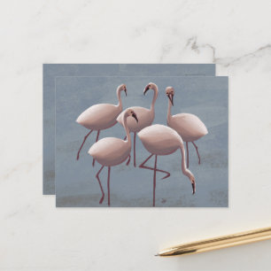 Serengeti Pink Flamingos   Safari Wildlife Postcard