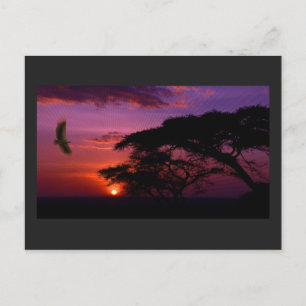 Serengeti Sunset Postcard