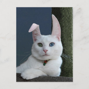 Serenity as Bunny postcard