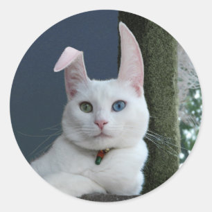 Serenity as Bunny sticker