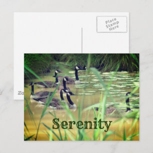 Serenity Canada Geese Inspirational   Postcard