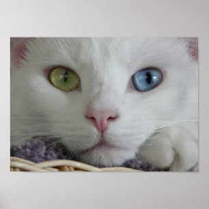 Serenity Close-up poster