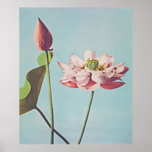 Serenity in Bloom: Vintage Lotus Poster