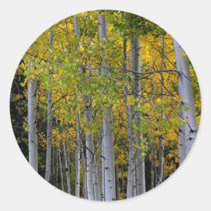 Serenity in Gold and Green Aspen's Classic Round Sticker