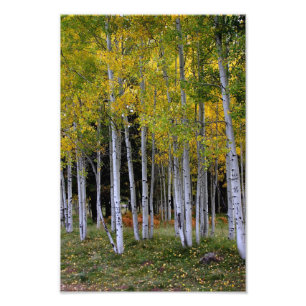 Serenity in Gold and Green Aspen's Photo Print