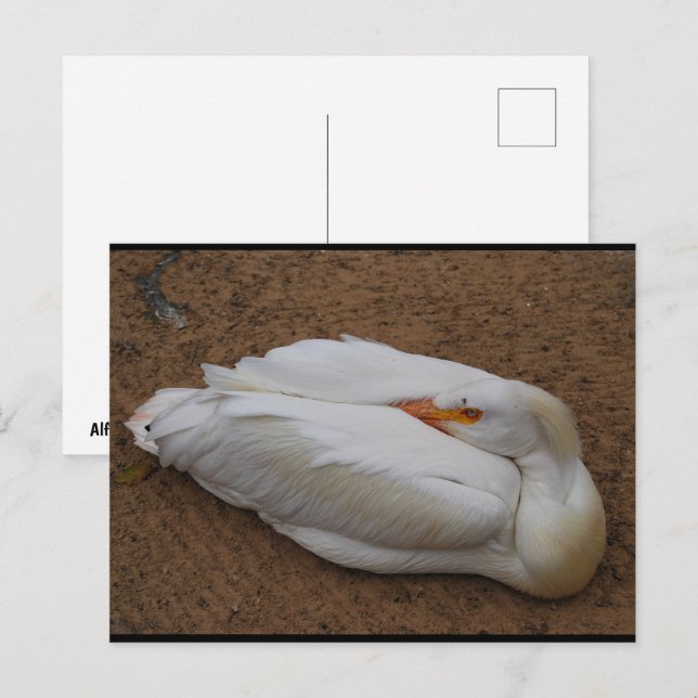 Serenity in White Postcard (Front/Back)