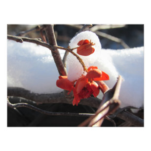 "Serenity of Hibernation" Photo Print