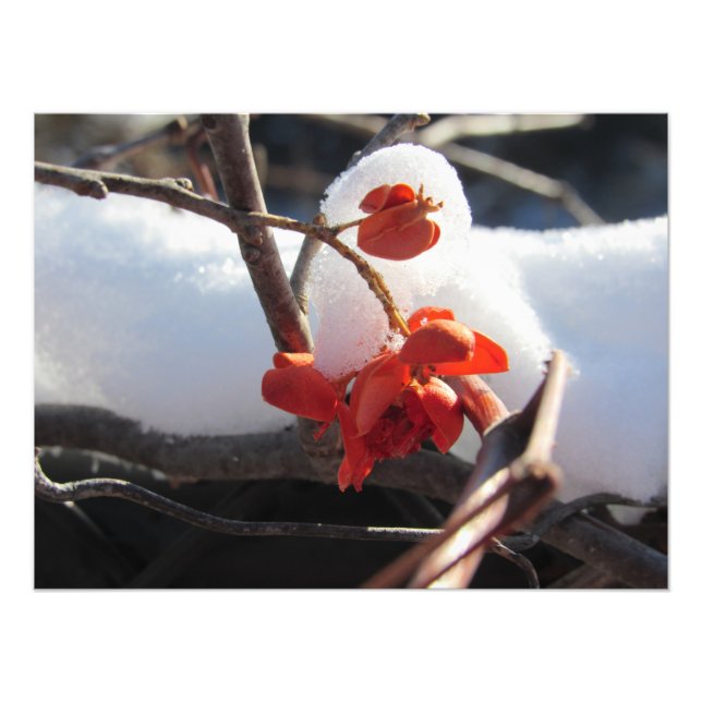 "Serenity of Hibernation" Photo Print (Front)