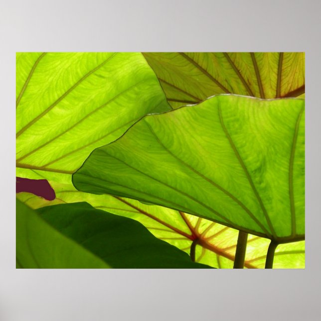 Serenity Poster (Front)