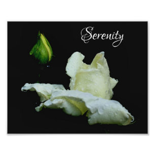 Serenity White Rosebud Inspirational Words 8x10 Photo Print