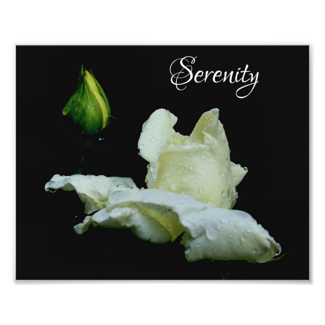 Serenity White Rosebud Inspirational Words 8x10 Photo Print (Front)
