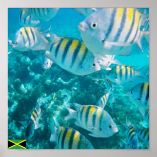 sergent major fish jamaica poster